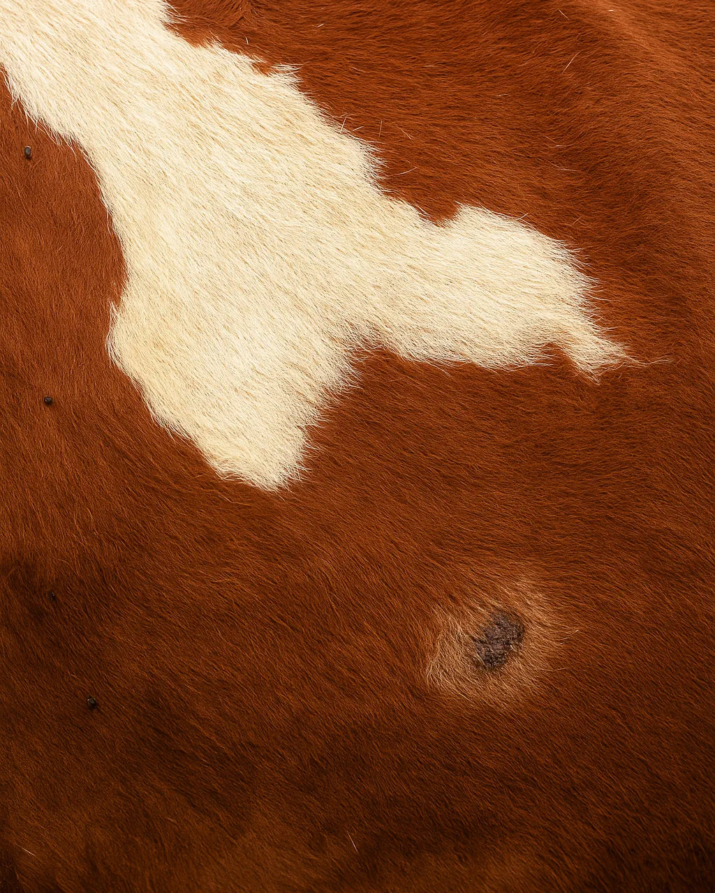 Close-up of brown and white cowhide with a visible spot