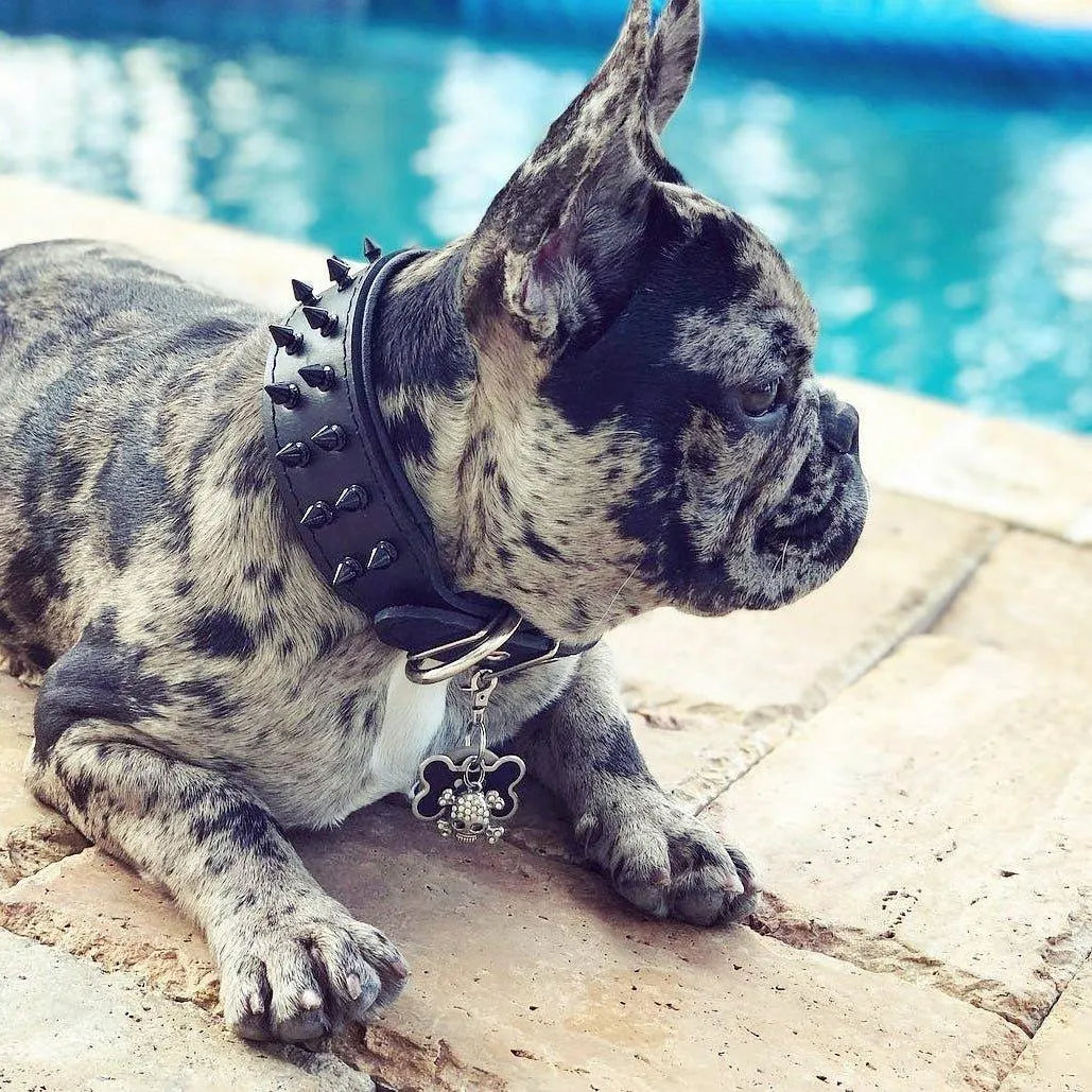 Dog wearing a spiked collar by a pool