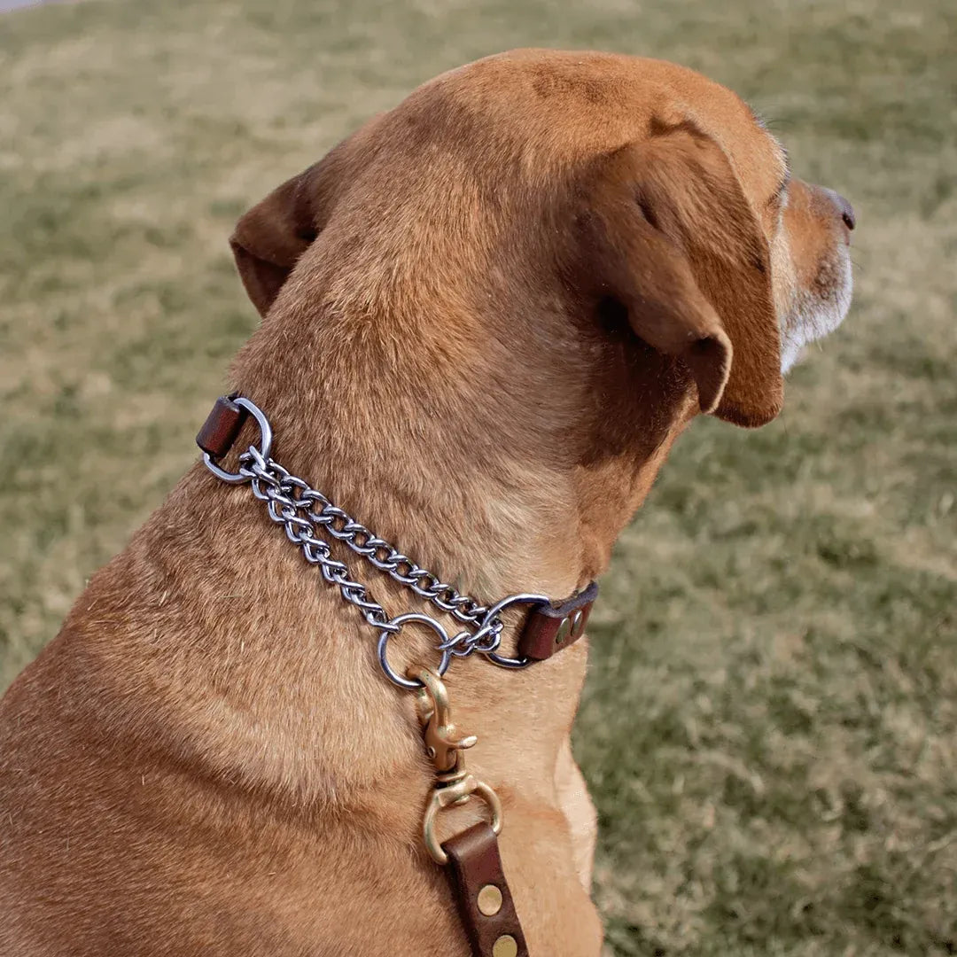 Brown dog wearing a chain collar and leather leash on a grassy background