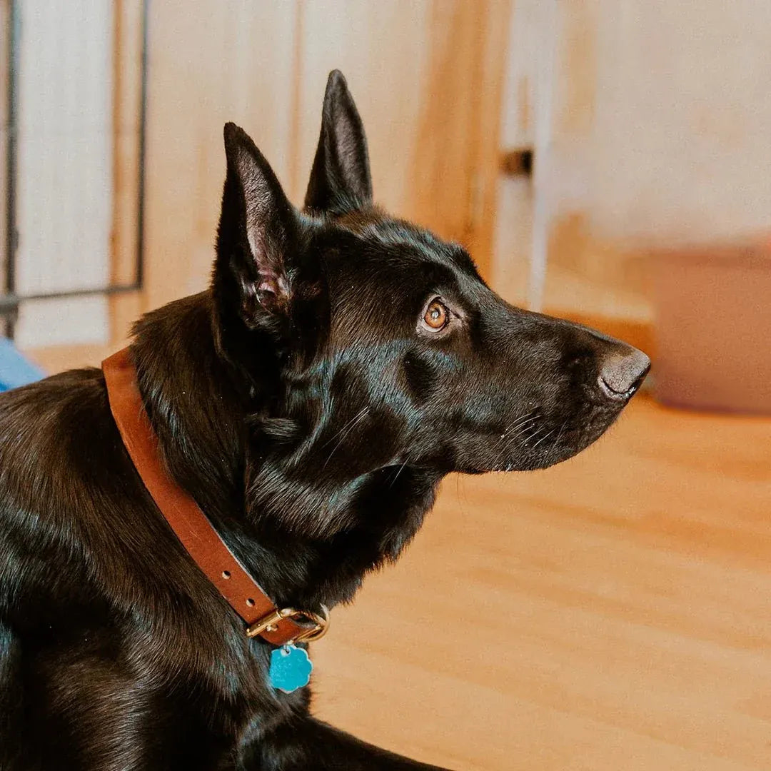 Black dog with a brown collar and blue tag indoors