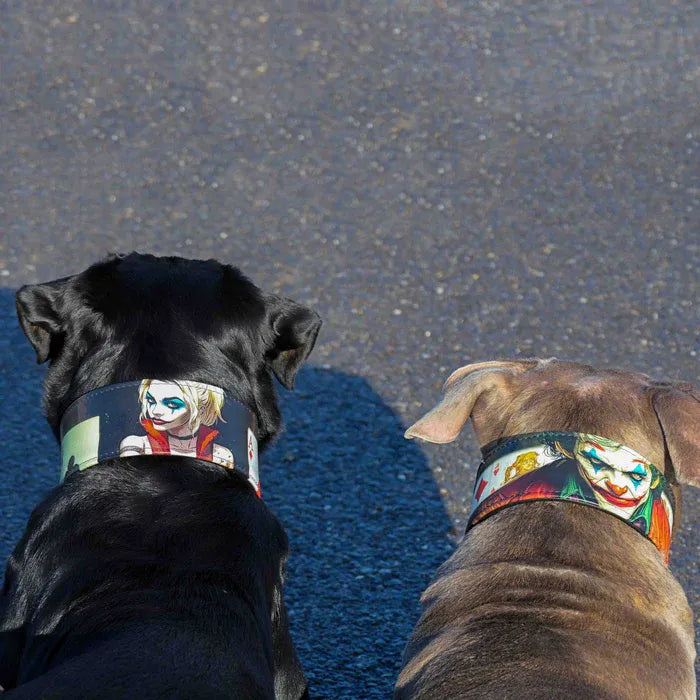 Two dogs wearing colorful collars with superhero designs on a textured surface.