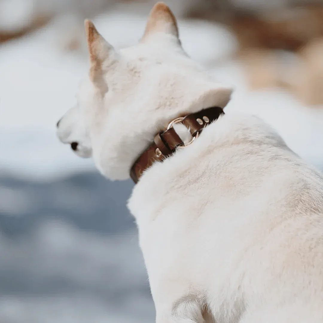 White dog with a brown collar in a snowy landscape