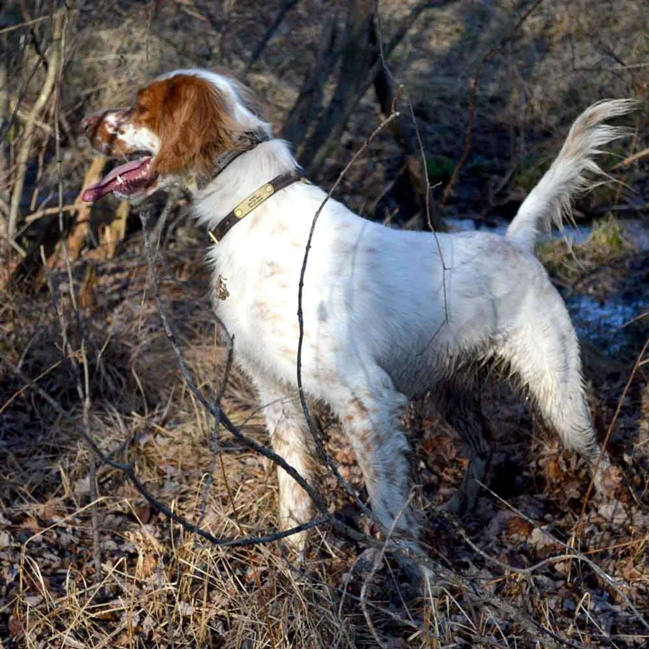 White dog with brown markings standing in a natural setting with dry grass and bare trees.