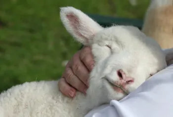 Person holding a small white lamb with a blurred green background