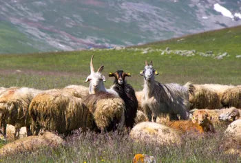 Herd of goats in a mountainous landscape