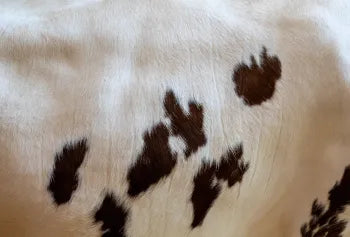 Close-up of a cow's skin with black patches on a beige background