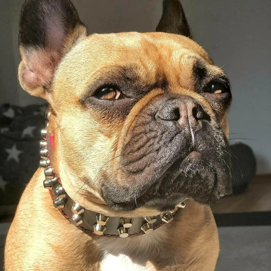 Close-up of a dog wearing a studded collar with a blurred background